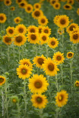 Girassol 
Sunflower
São José dos Campos