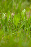 Spitzwegerich (Plantago lanceolata) Pflanze uf der Wiese