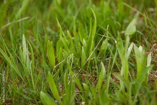 Spitzwegerich (Plantago lanceolata) Pflanze uf der Wiese