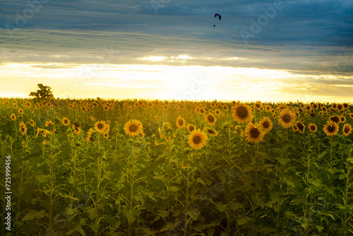 Girassol 
Sunflower
São José dos Campos
