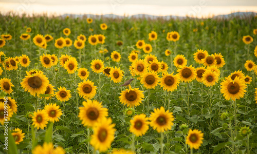 Girassol 
Sunflower
São José dos Campos