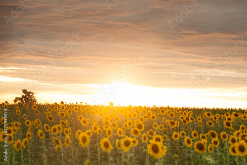Girassol 
Sunflower
São José dos Campos