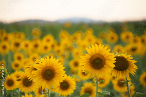 Girassol 
Sunflower