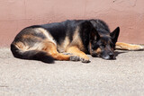 Deutscher Schäferhund ist müde und schläft