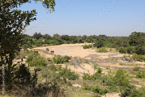 Afrikanischer Busch - Kr  gerpark - Timbavati River   African Bush - Kruger Park - Timbavati River  