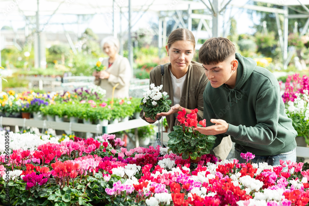 Young married couple customer choosing potted cyclamen in container garden shop
