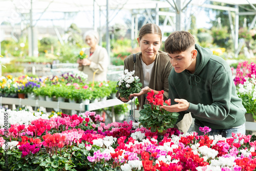 Young married couple customer choosing potted cyclamen in container garden shop © JackF
