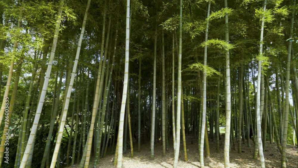 Cinematic shot of bamboo forest at historic Japanese Garden at Kourakuen Garden in Okayama prefecture in Japan Cinematic shot of bamboo forest at historic Japanese Garden at Kourakuen Garden in Okayama prefecture in Japan