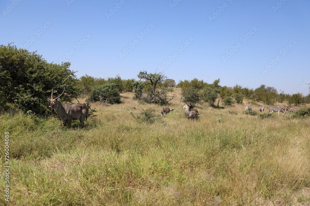 Wasserbock und Steppenzebra / Waterbuck and Burchell's zebra / Kobus ellipsiprymnus et Equus quagga burchellii