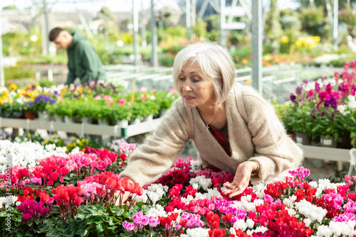 Mature woman customer-onlooker curiously examines showcase exhibition with indoor plant cyclamen. Owner of offline flower shop inspects showcase with goods new arrival