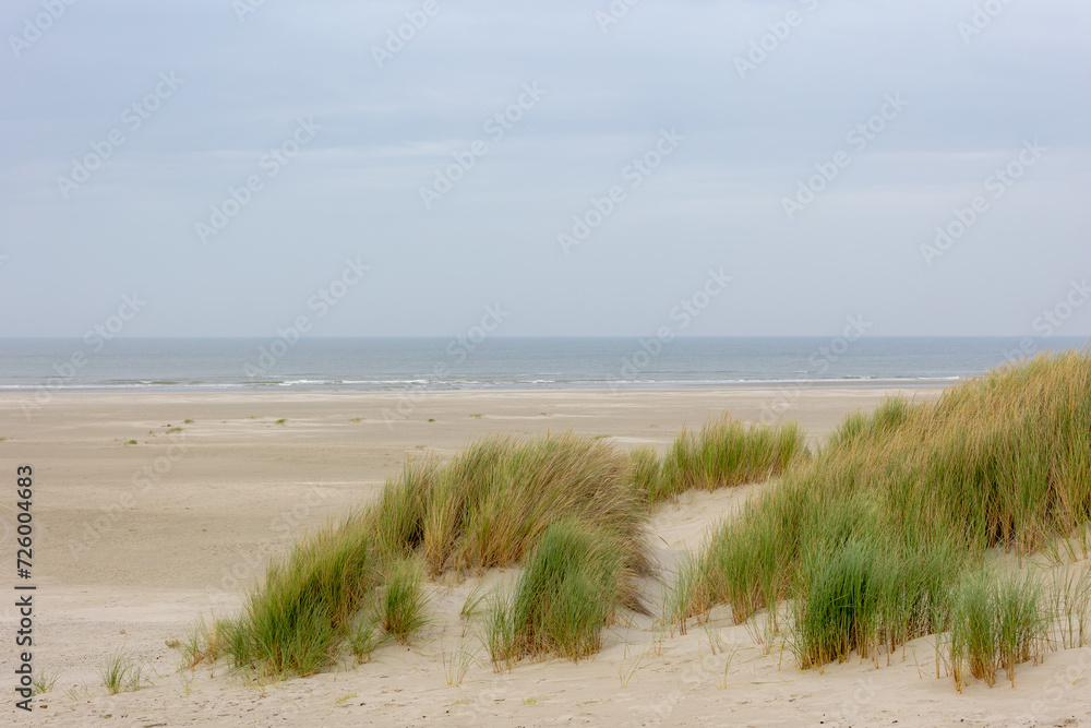 White sand beach at north sea coast, European marram grass (beach grass) on the dune, Ammophila arenaria is a species of grass in the family Poaceae, Dutch Wadden Sea island, Terschelling, Netherlands White sand beach at north sea coast, European marram grass (beach grass) on the dune, Ammophila arenaria is a species of grass in the family Poaceae, Dutch Wadden Sea island, Terschelling, Netherlands