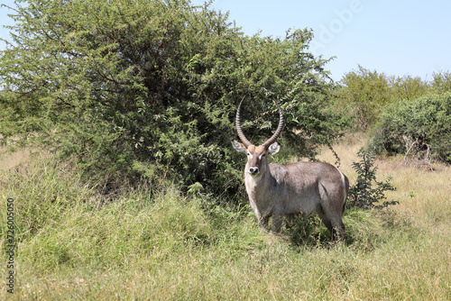 Wasserbock   Waterbuck   Kobus ellipsiprymnus