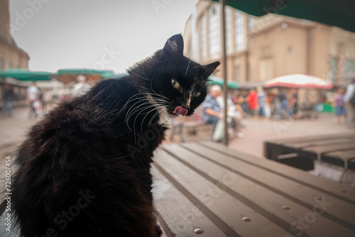 Selective blur on a stray black and white tuxedo cat, staring at the camera in the Riga Central Market while licking lips, also known as Riga Centraltirgus.