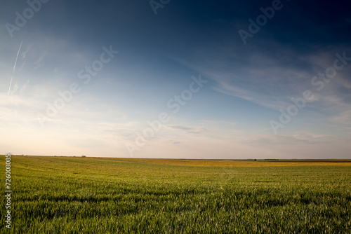 Panorama of a wheat field, green color, on a sunny afternoon with blue sky, in a typical serbian agricultural landscape, at the spring season, in Vojvodina, in Titel.