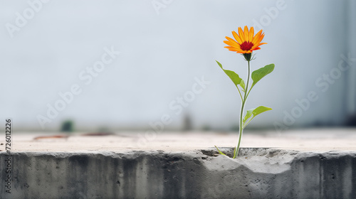 A flower growing on the concrete of a side walk © l1gend