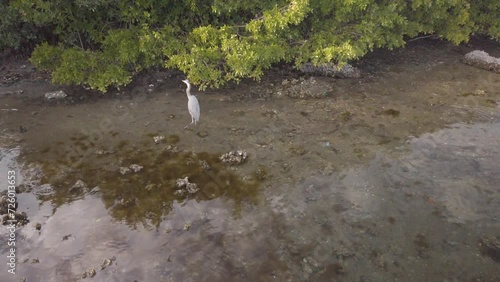 View down on Great Blue Heron wadding in clear shallow water by green mangroves and wood boardwalk on a sunny day. Reflections in the water of sky and clouds. In Gulfport, Florida.
