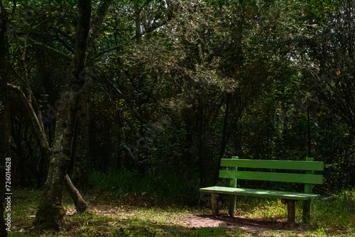 silla solitaria en el bosque