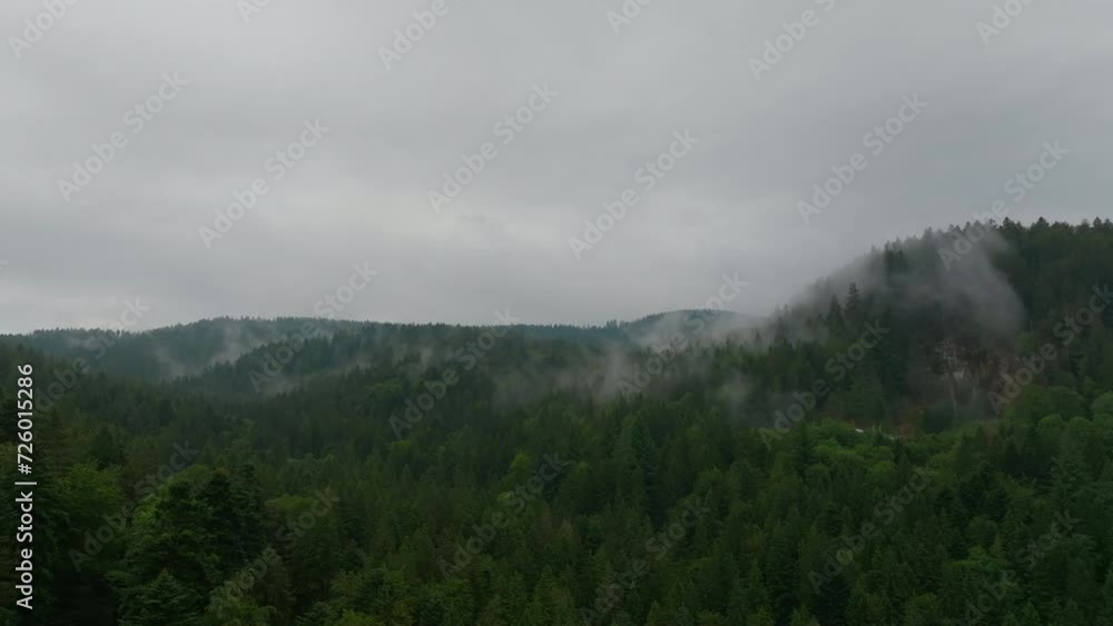 Drone view of fog among the treetops Drone view of fog among the treetops