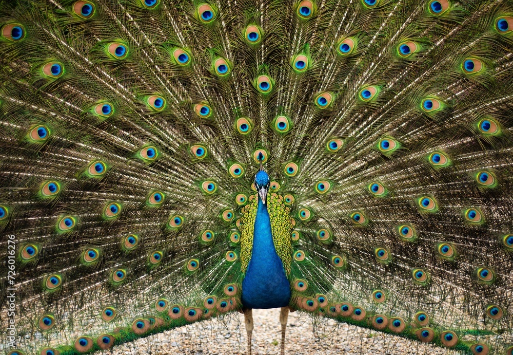 Naklejka premium peacock with feathers, peacock, feathers, bird, wild bird