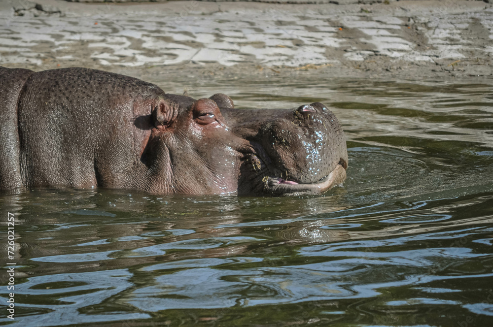 Hipopótamo dentro de estanque en cautiverio con mirada tranquila y triste