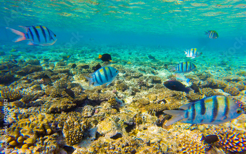 coral with fish for the background in Sharm El Sheikh