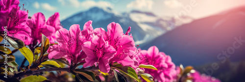 highlands, bright pink azalea flower on the background of a mountain landscape with snowy peaks, banner photo
