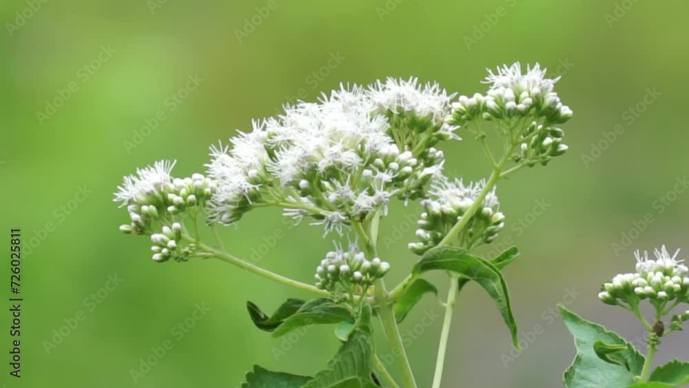 Eupatorium perfoliatum (boneset, boneset, agueweed, feverwort, sweating plant). This plant applied extracts for fever and common colds Eupatorium perfoliatum (boneset, boneset, agueweed, feverwort, sweating plant). This plant applied extracts for fever and common colds
