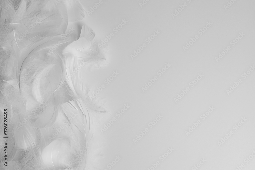 Beautiful fluffy bird feathers on white background, flat lay. Space for text