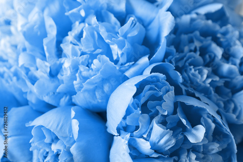 Beautiful light blue peonies as background, closeup view