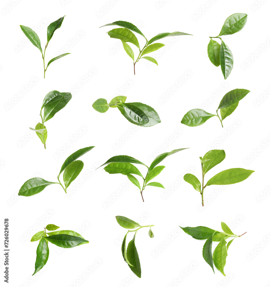 Fresh green tea leaves isolated on white, set Fresh green tea leaves isolated on white, set