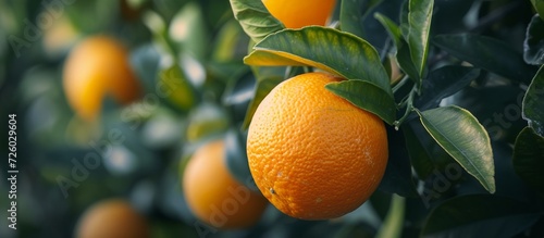 The orange fruit from a branch of a ripe tree is a healthy and juicy citrus food grown in a natural orchard or farm. photo