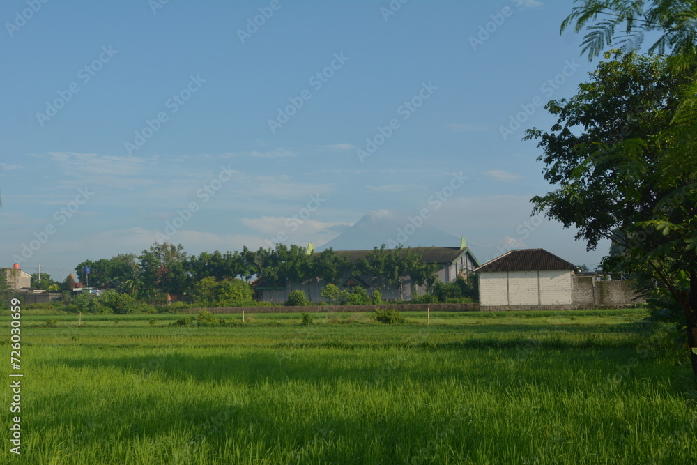 View of rice fields in a background of Mount Merapi in Yogyakarta, Indonesia