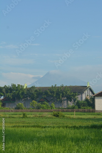 View of rice fields in a background of Mount Merapi in Yogyakarta, Indonesia © Andang Riana