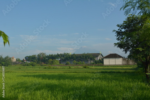View of rice fields in a background of Mount Merapi in Yogyakarta, Indonesia