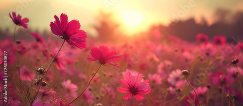 Vintage colored sunset enhances the beauty of a pink and red cosmos flower field. © AkuAku
