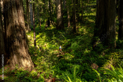 Hiker Climbs Hill Between Giant Redwood Trees In Redwood © kellyvandellen