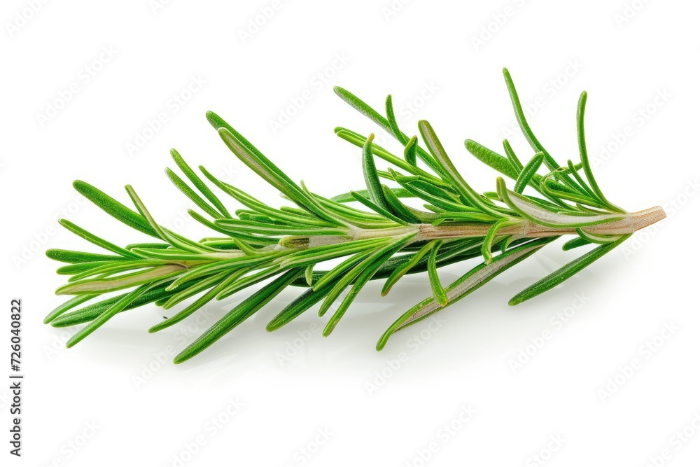 Rosemary leaves are isolated over a white background