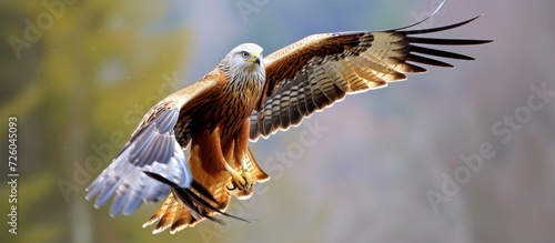 The red kite belongs to the Accipitridae family, which includes other diurnal raptors like eagles, buzzards, and harriers. photo