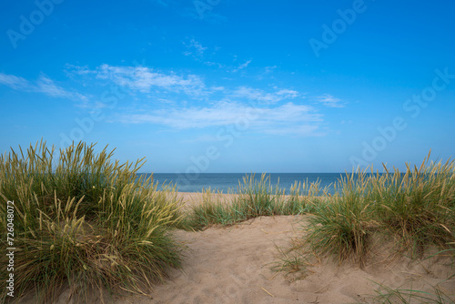 Grass bushes on a sand dune near the beach on the Baltic Sea coast in the village of Yantarny, Kaliningrad region, Russia