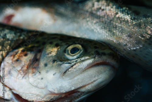 Photograph of a closed trout plan in Peru. Food concept.