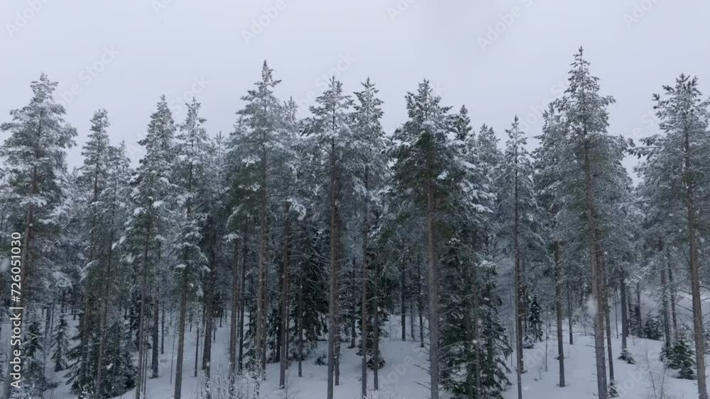 Slow scenic fly up from ground level to above pine tree forest during heavy snowfall. All trees covered with much snow. Slow scenic fly up from ground level to above pine tree forest during heavy snowfall. All trees covered with much snow.