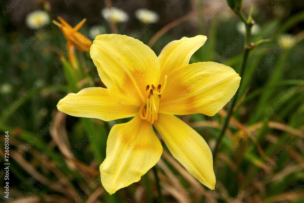 Delicate yellow oriental lily growing wild in Southern California Delicate yellow oriental lily growing wild in Southern California