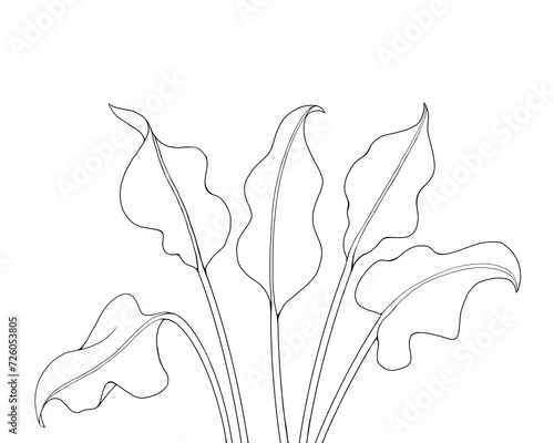 カラー（花）の葉の線画イラストセット