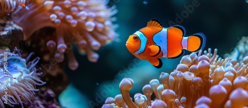 Clownfish found on a tropical ocean reef with anemones © AkuAku