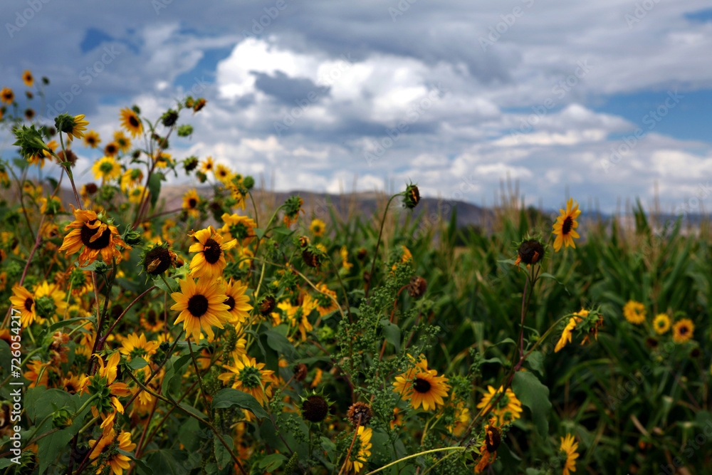 A beautiful field of wild sunflowers blooming under a cloudy sky in Utah.