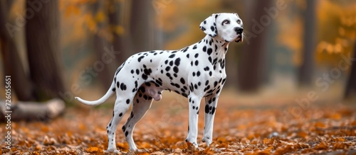 The Dalmatian, known for its spotted coat, was originally a hunting and carriage dog.