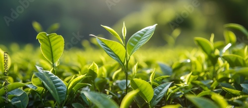 Scientifically named Camellia sinensis, green tea grows in a natural setting. photo