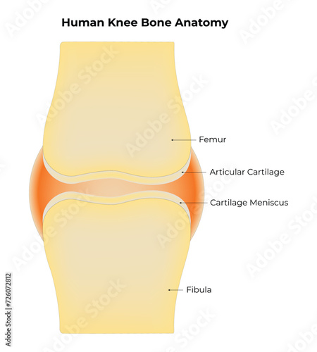 Human Knee Bone Anatomy Science Design Vector Illustration Diagram