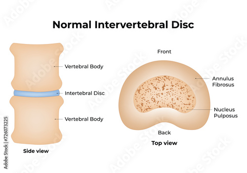 Normal Intervertebral Disc Science Design Vector Illustration Diagram