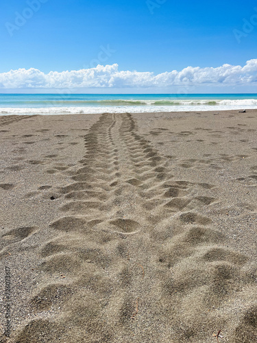 Turtle tracks leading to the ocean on beach in Corcovado National Park, Costa Rica 